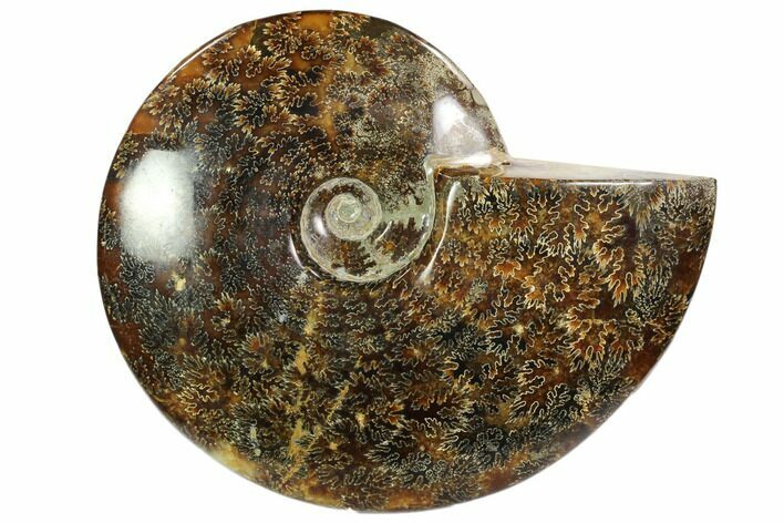 Polished, Agatized Ammonite (Cleoniceras) - Madagascar #102608